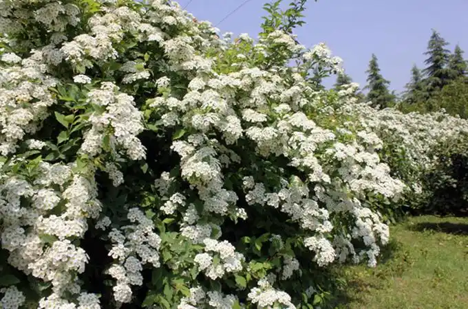 麻叶绣线菊,你了解多少?