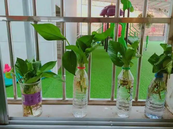 红星小学附属幼儿园的绿植水培活动