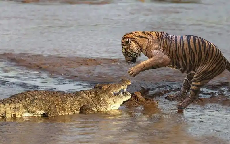 老虎大战鳄鱼,全程高能,屏住呼吸_哔哩哔哩_bilibili