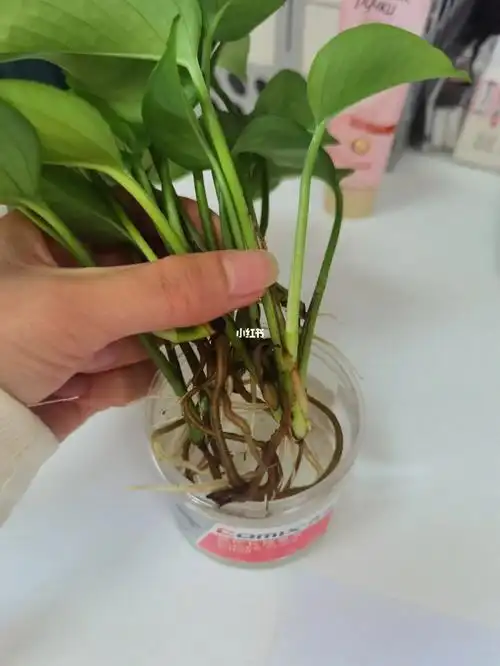 这个样子可以移栽到土里了吗友友们