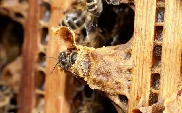 严重工蜂产卵蜂群出现王台的两个原因堪称养蜂业上的奇迹