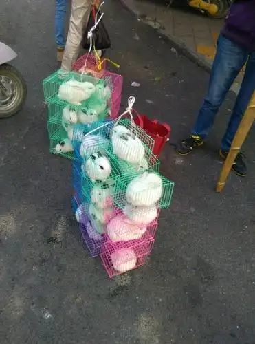 可笑常娥不了事走却玉兔来人间合浦街惊现众多河南口音卖兔子的架子军