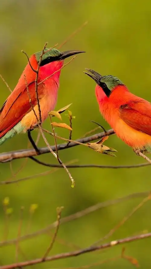 两个红色羽毛的鸟,食蜂鸟 iphone 壁纸