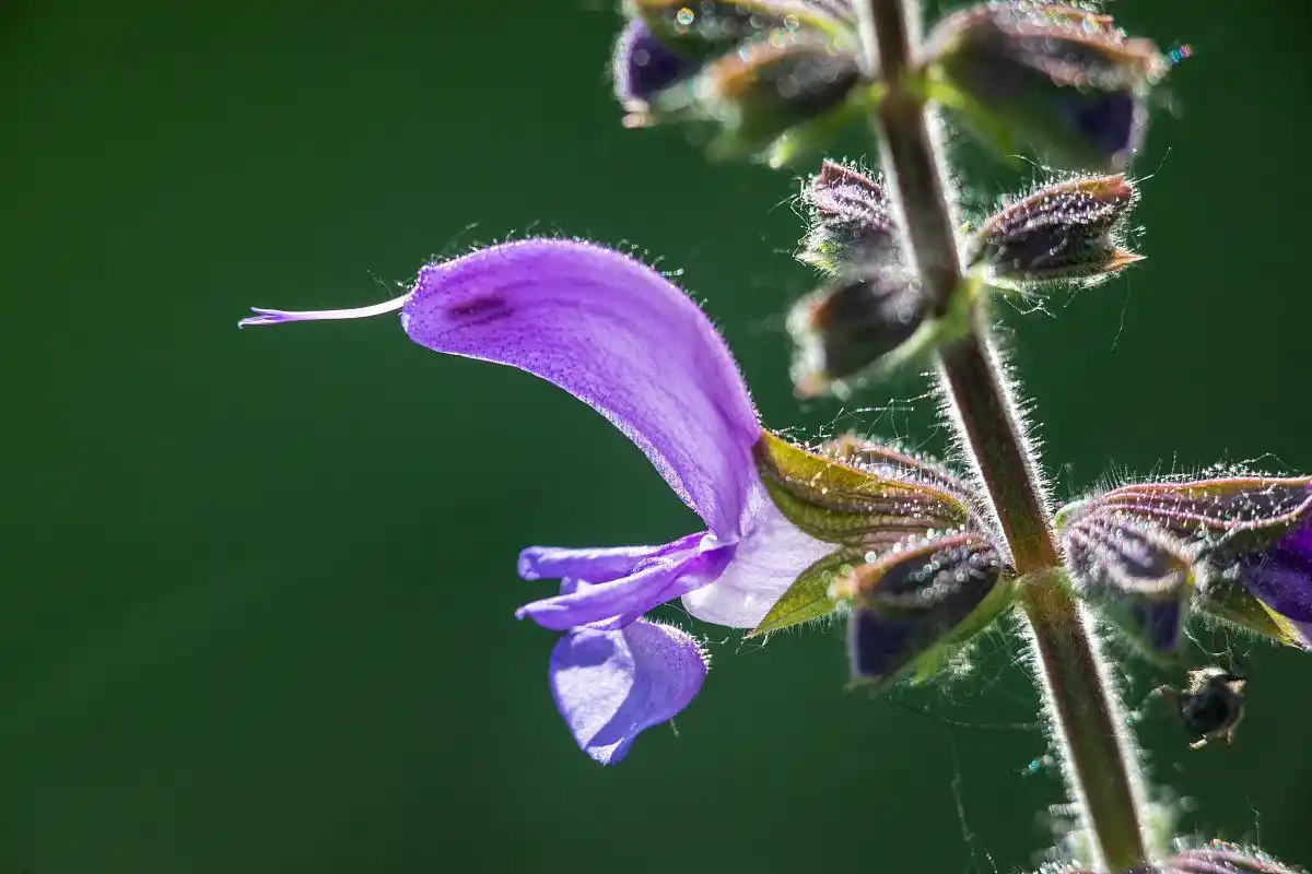 《丹参》——女性的保护神