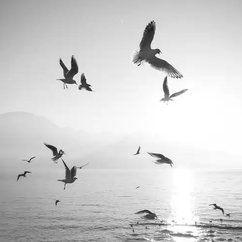 飞鸟·孤独是不会背叛的朋友