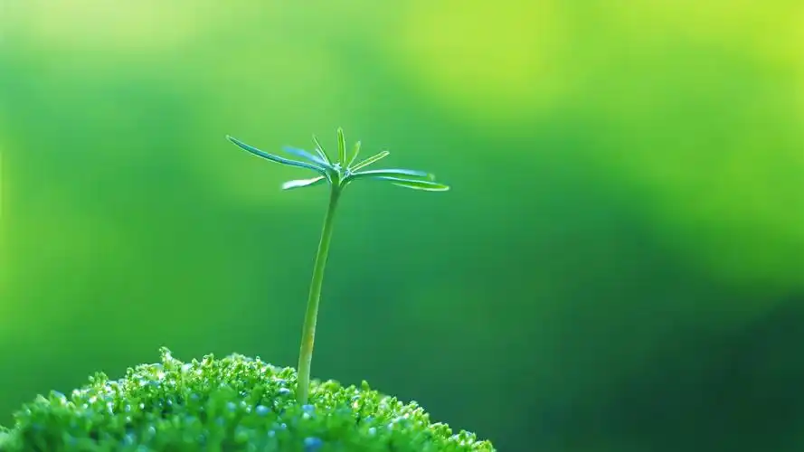 首页 自然和风景 春天 春天的绿芽 壁纸 下载 1600x900 春天的绿芽