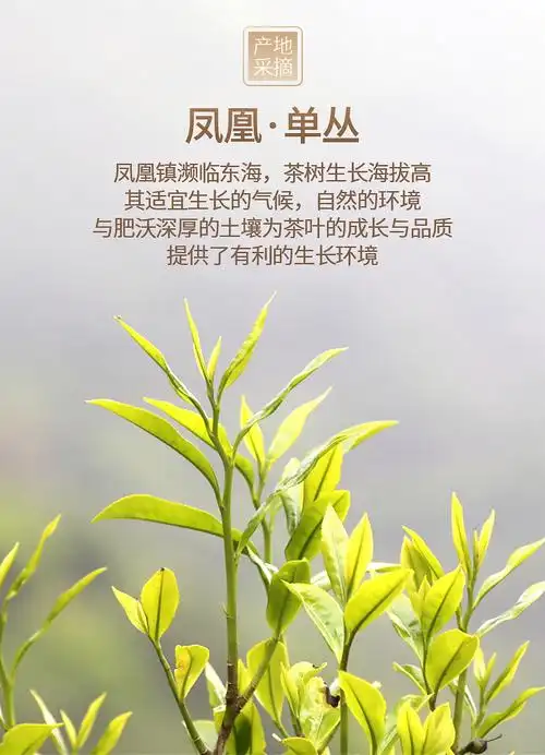 凤凰鸭屎香单枞茶潮汕乌龙茶叶银花香单丛茶高山单从茶