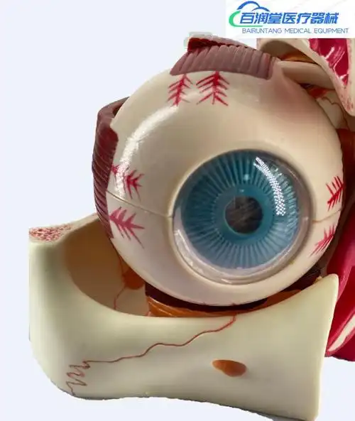 人体眼球模型 6倍放大眼球模型 五官科眼睛构造解剖教学模型 医学
