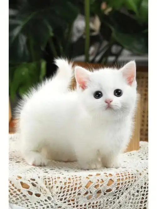 02纯白矮脚妹妹05