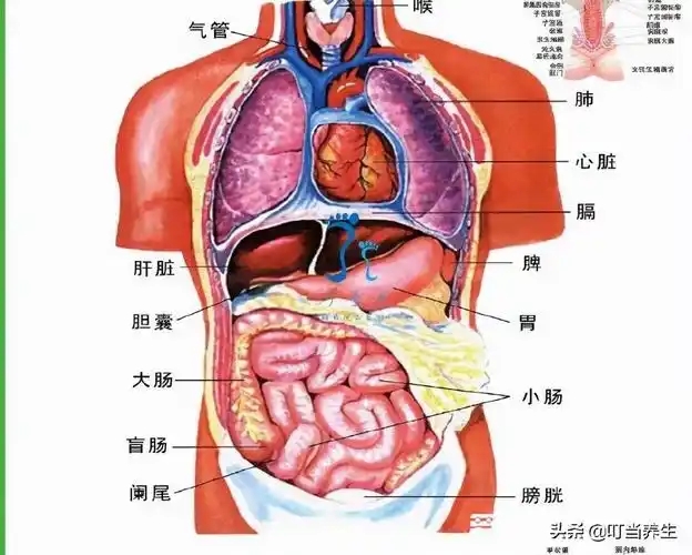 我们通过这幅图可以详细的看到身体内器官的分布,而其中人体内的主要