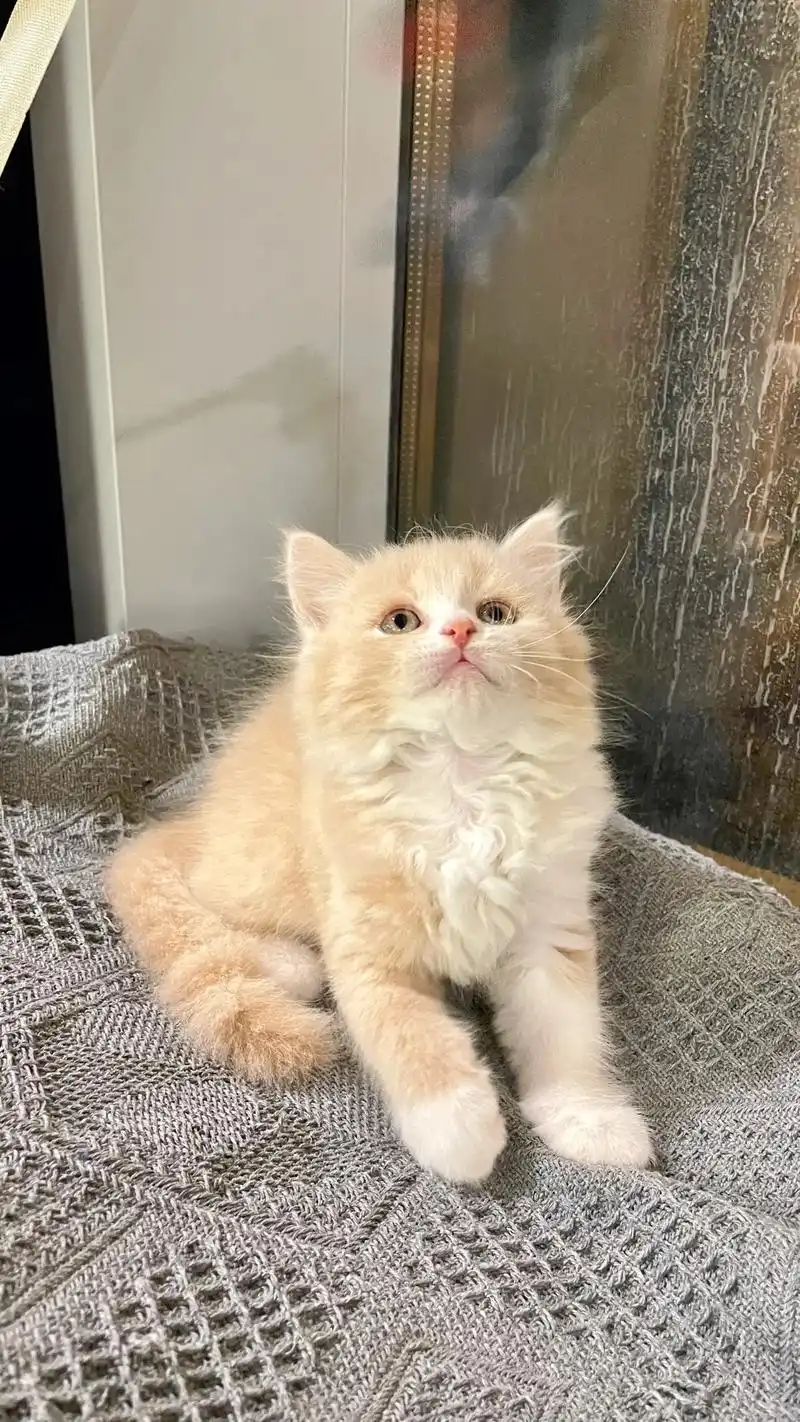 杭州长毛乳白小猫找家长93.2个月大,一针疫苗,一次驱虫,无 - 抖音