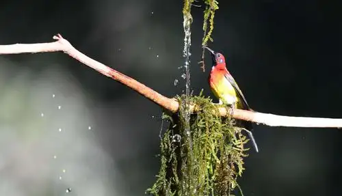 2021年2月5日图说中国成都网友作品选
