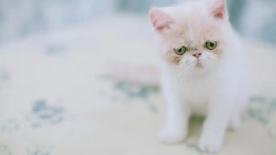 精选可爱的动物壁纸桌面图片合集