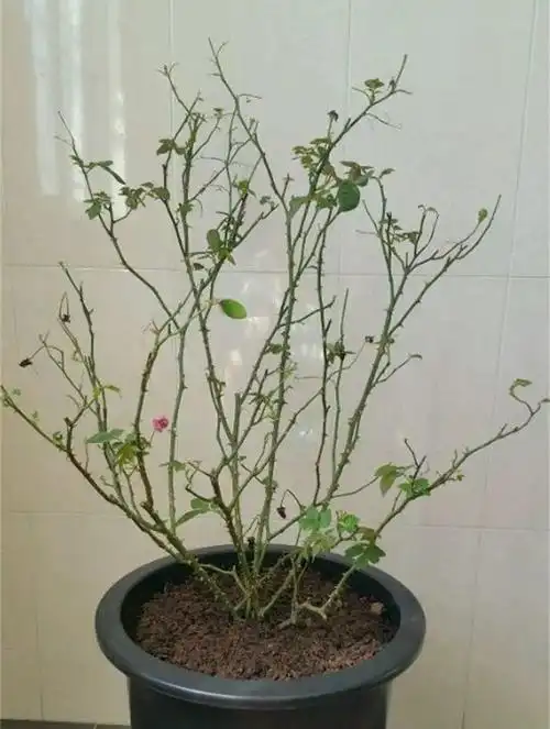 月季冬天要重剪? 剪错了, 小心全冻伤!