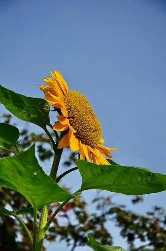 秋日艳阳天下的向日葵