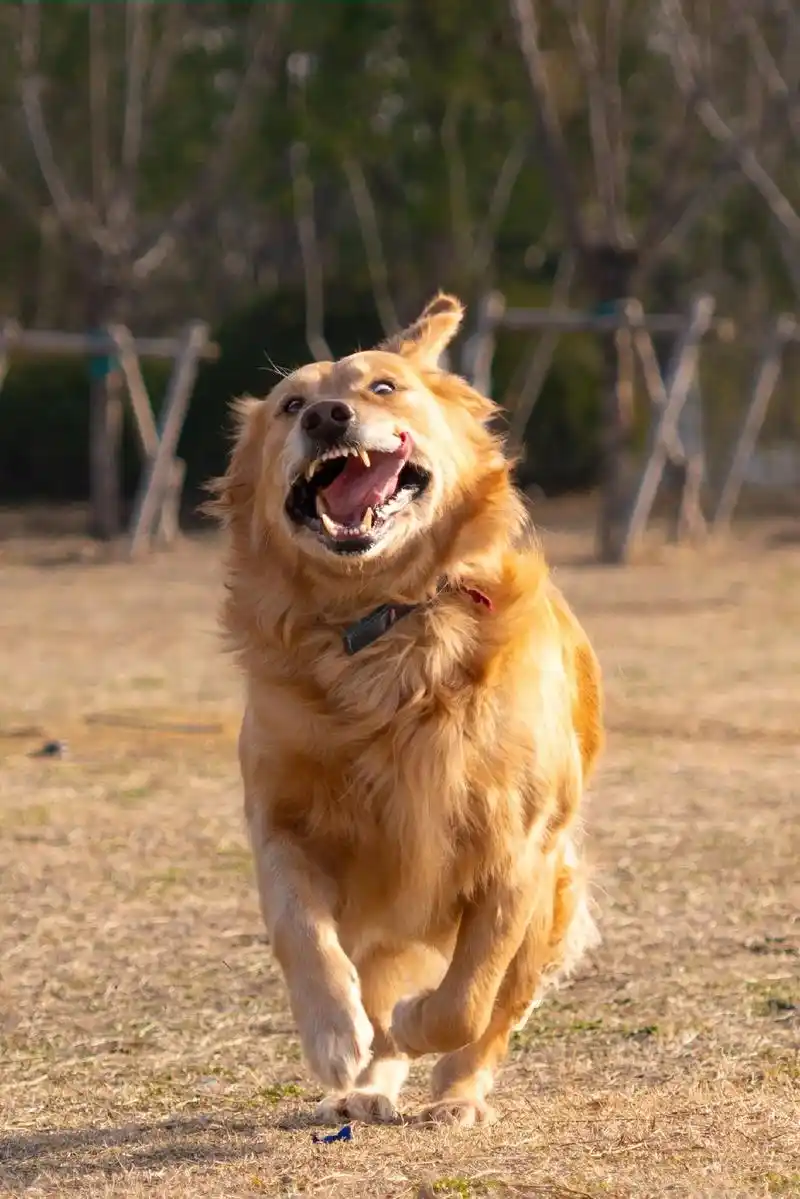 今天给大宝贝拍一组照片 听说都喜欢反差?#金毛 #反差 #摄 - 抖音