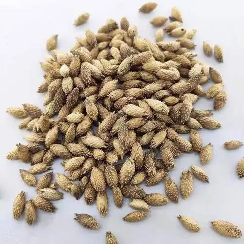 [苍耳子批发] 中药材苍耳子苍耳子茶500克包邮价格13元/袋 - 惠农网