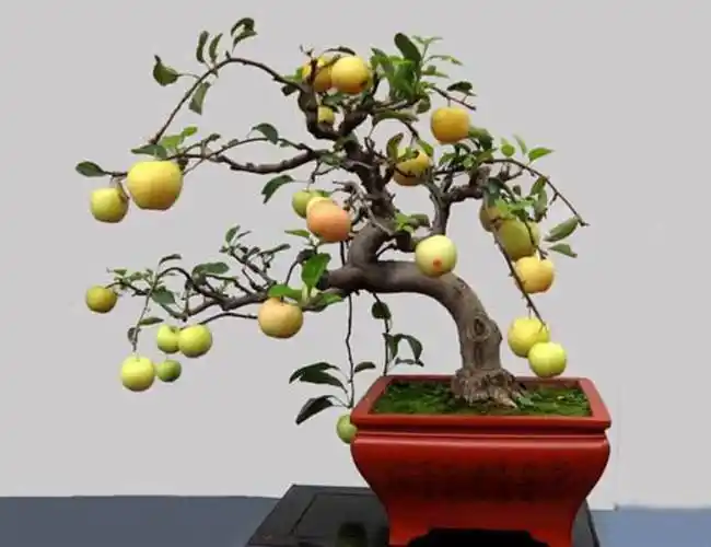 各种盆景图集28