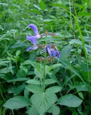 供应丹参提取物