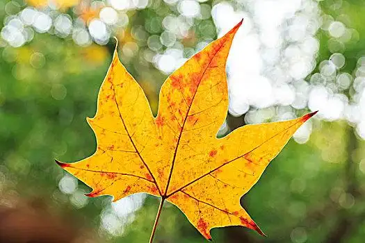 品古图轴,尤求,明朝秋天梧桐树叶秋天梧桐树叶法国城市风光秋天的梧桐