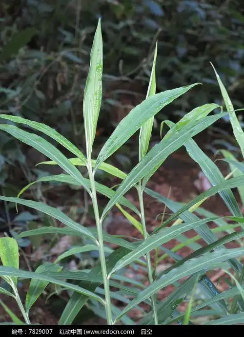 生姜叶子