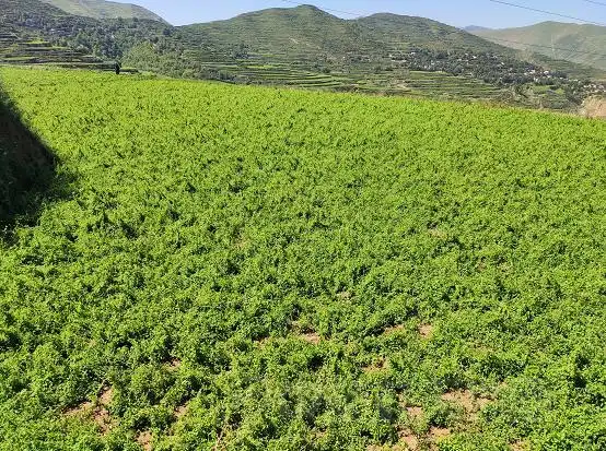 品种追踪2019年党参生长情况调查