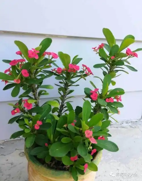 5步养护虎刺梅打造强烈反差美花量多到生满枝