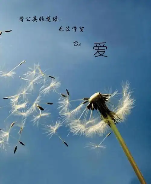 蒲公英:停不了的爱,无法停留的爱