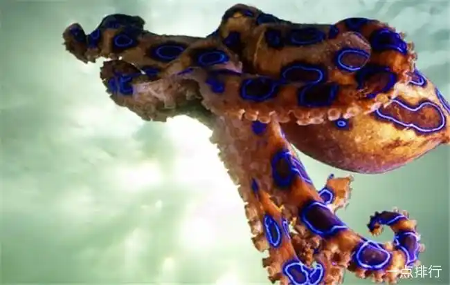 世界之最 动物之最 地球十大可怕海洋生物 每一种都能轻易夺走人的性