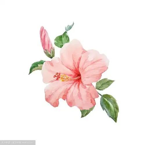 水彩画热带木槿花