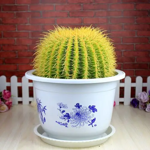 超大金虎金冠仙人球办公室内盆栽防辐射净化空气桌面多肉植物包邮