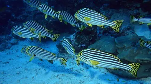 奇妙的鱼类世界,鱼类,奇妙,海洋生物,高清壁纸,桌面图片-壁纸族