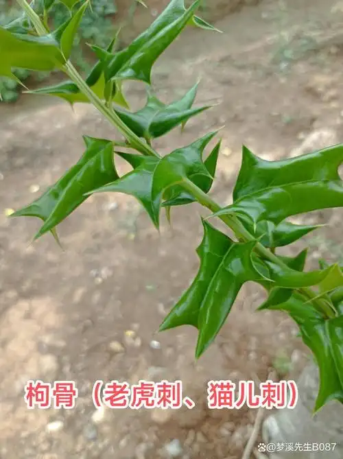 枸骨(又名:猫儿刺,老虎刺,八角刺,鸟不宿,狗骨刺,猫儿香等)