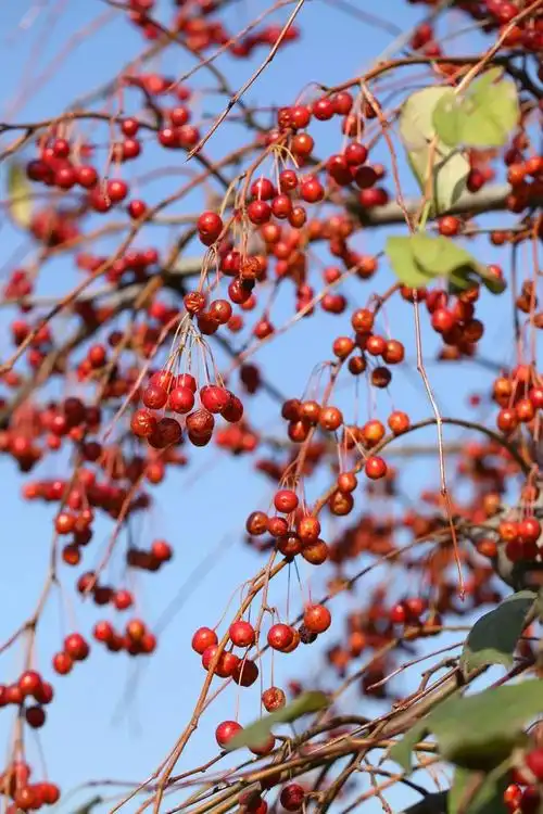 秋日的礼物辰山植物园海棠果挂满枝头