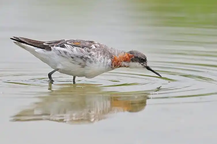 红颈瓣蹼鹬 - 水鸟版 鸟网