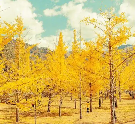 黄金满地图片大全壁纸,照相机盛不下的金黄