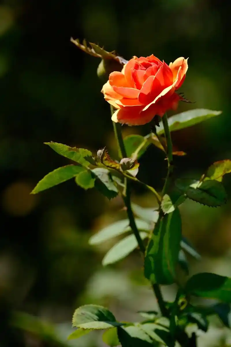 发现后深秋时节拍的月季花(玫瑰花)#唯美意境 #一花一草一世 - 抖音