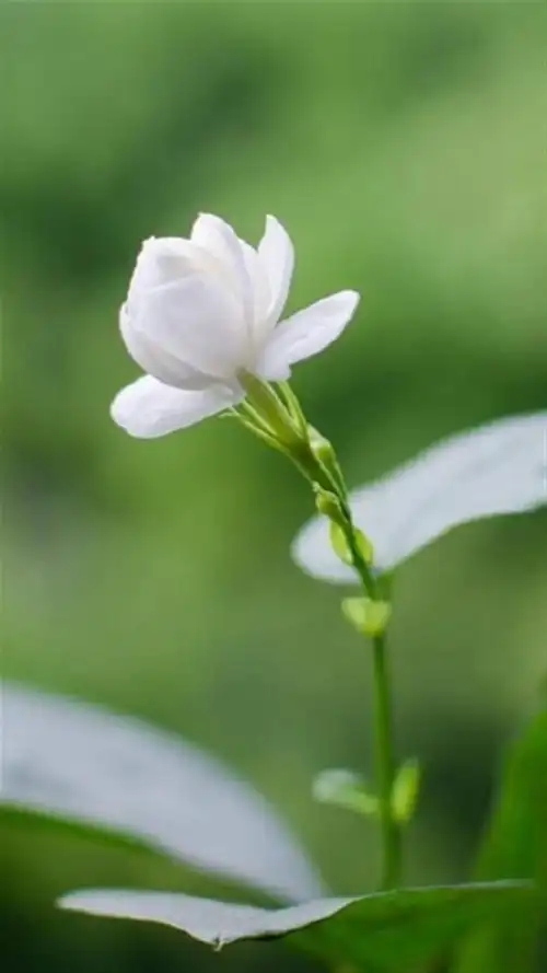 茉莉花绿色护眼