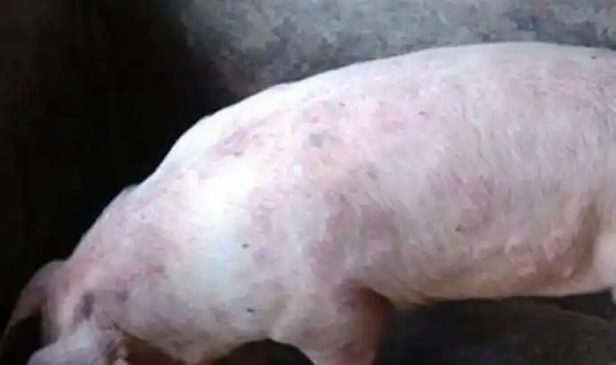 速看猪身上起红斑点的三大原因及对策