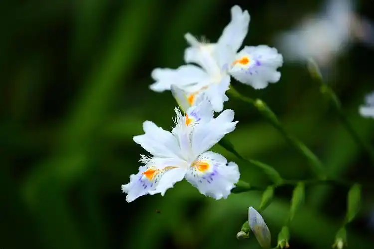 标题:白色鸢尾花