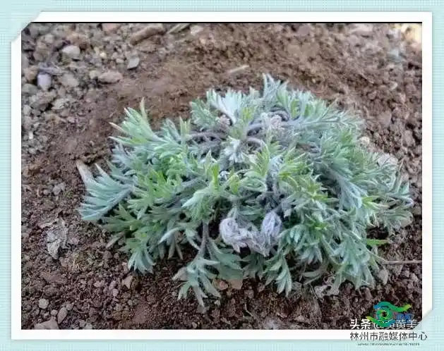 这句熟语在家乡几乎妇孺皆知的.白蒿就是茵陈,茵陈就是白蒿.