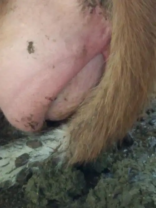 老师好我有一头母牛大慨在二十天要下崽了不知道是什么原因睡起就会