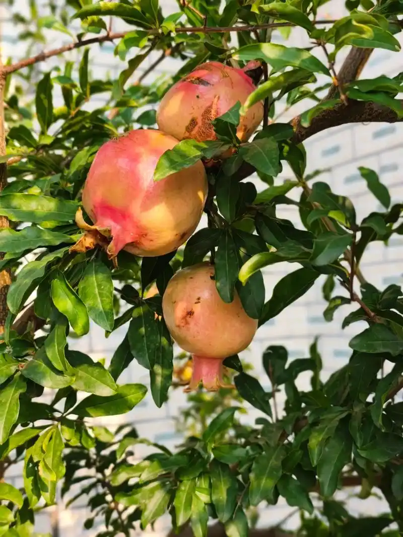 一颗小石榴树结了这么多石榴#硕果累累 - 抖音