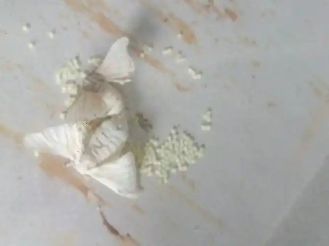 蛹——蚕蛾——交配——产卵