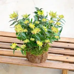 好养观茎植物非常容易木桩u吊兰室内花卉绿植石斛苗铁皮懒人特色