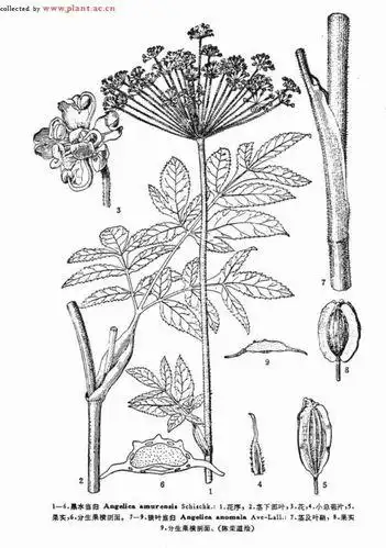 当归的简笔画怎么画