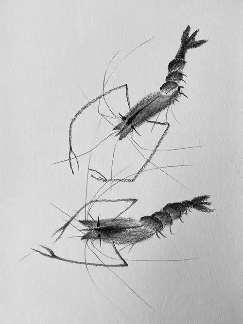素描写意虾(步骤图)