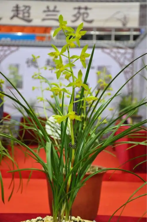 浙江省2018年蕙兰展作品欣赏 - 美篇