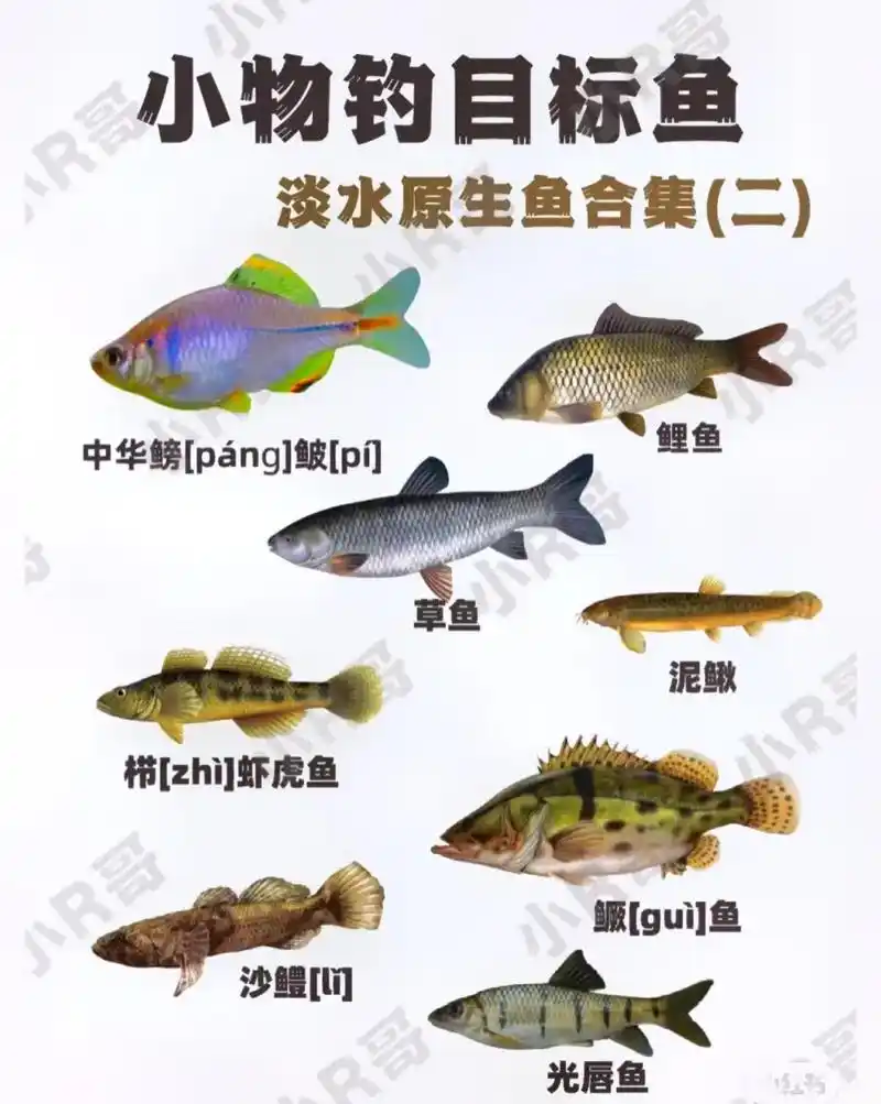 淡水溪流原生鱼的种类#野生鱼 #鱼96 - 抖音