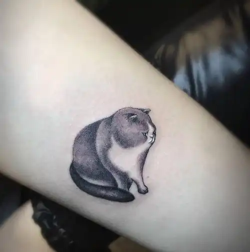 肥猫猫纹身图片_手臂成品清新动物纹身图案